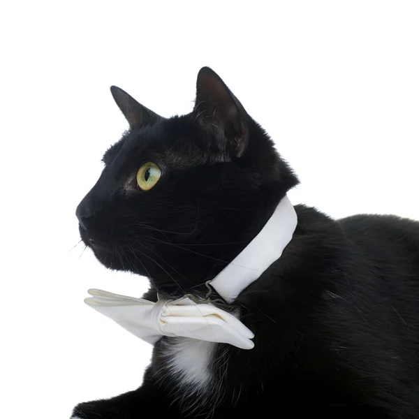 검은 고양이 흰색 배경 위에 절연 거짓말 — 스톡 사진