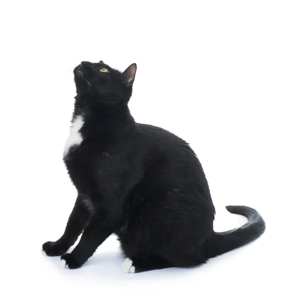 坐在白色的背景中分离的黑猫 — 图库照片