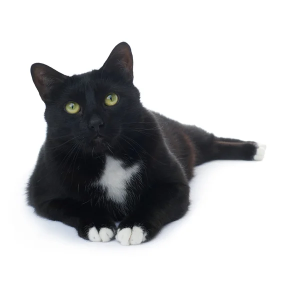 Chat noir allongé isolé sur le fond blanc — Photo