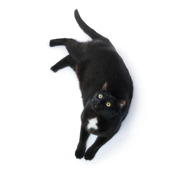 Deitado gato preto isolado sobre o fundo branco — Fotografia de Stock