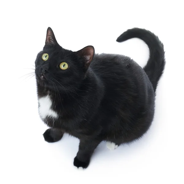 Sentado gato negro aislado sobre el fondo blanco —  Fotos de Stock