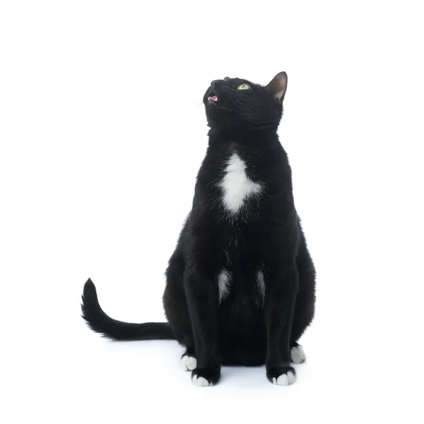 Elszigetelt át a fehér háttér fekete macska ül — Stock Fotó