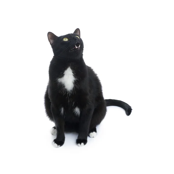 Chat noir assis isolé sur le fond blanc — Photo