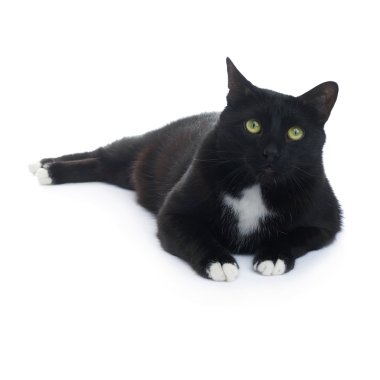 Kara kedi beyaz arka plan üzerinde izole yalan