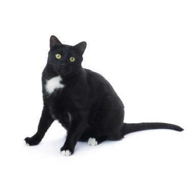 Beyaz arka plan üzerinde izole oturma siyah kedi