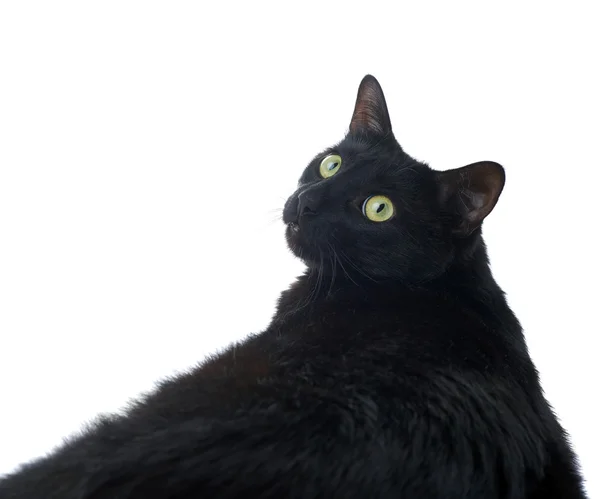 Lying black cat isolated over the white background — Stock Photo, Image