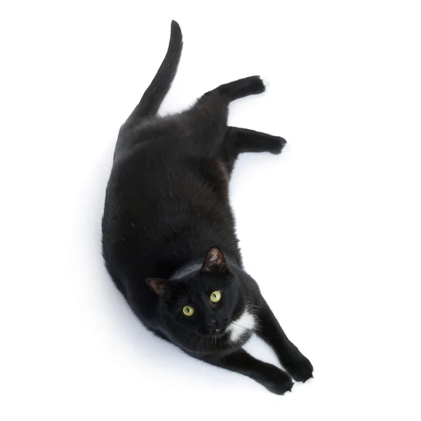 Lying black cat isolated over the white background — Stock Photo, Image