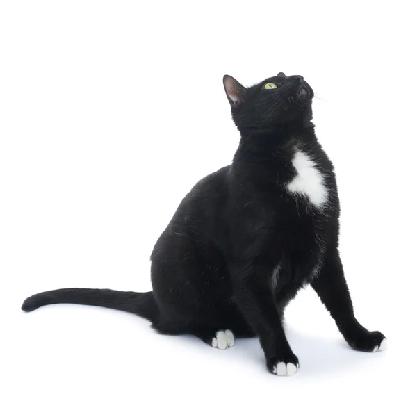 Sitzende schwarze Katze isoliert über dem weißen Hintergrund — Stockfoto