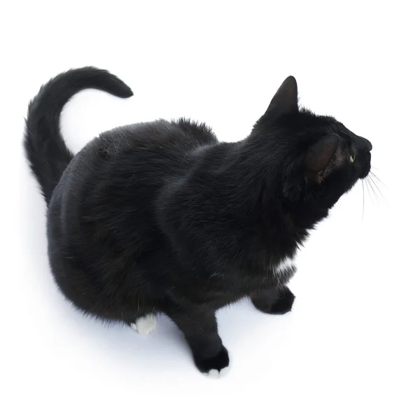 Sitzende schwarze Katze isoliert über dem weißen Hintergrund — Stockfoto