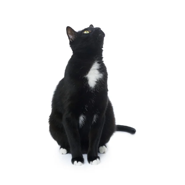 Сидячий чорний кіт ізольований на білому тлі — стокове фото