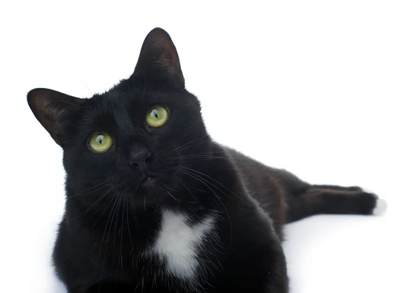 Chat noir allongé isolé sur le fond blanc — Photo