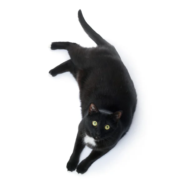 躺在白色的背景中分离的黑猫 — 图库照片