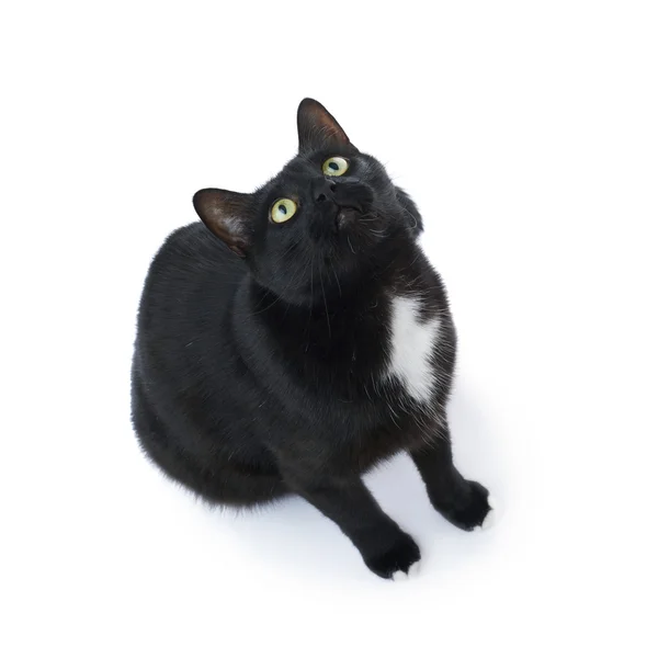 Elszigetelt át a fehér háttér fekete macska ül — Stock Fotó
