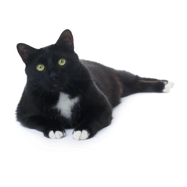 Lying black cat isolated over the white background — Stock Photo, Image