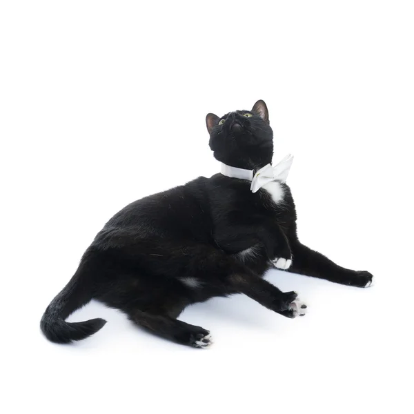 Брехлива чорна кішка ізольована на білому тлі — стокове фото