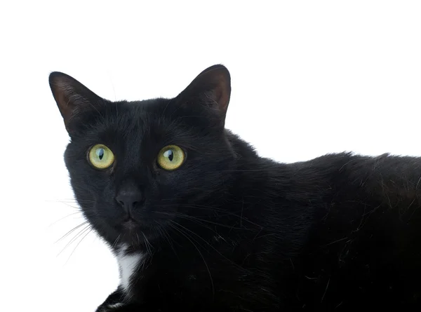 Liegende schwarze Katze isoliert über dem weißen Hintergrund lizenzfreie Stockfotos