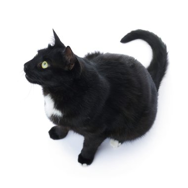 Beyaz arka plan üzerinde izole oturma siyah kedi