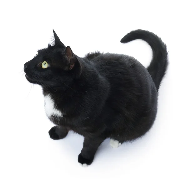 坐在白色的背景中分离的黑猫 — 图库照片