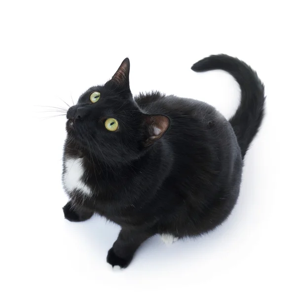 Beyaz arka plan üzerinde izole oturma siyah kedi — Stok fotoğraf