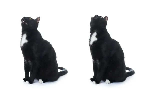 Siedzi czarny kot na białym tle nad białym tle — Zdjęcie stockowe