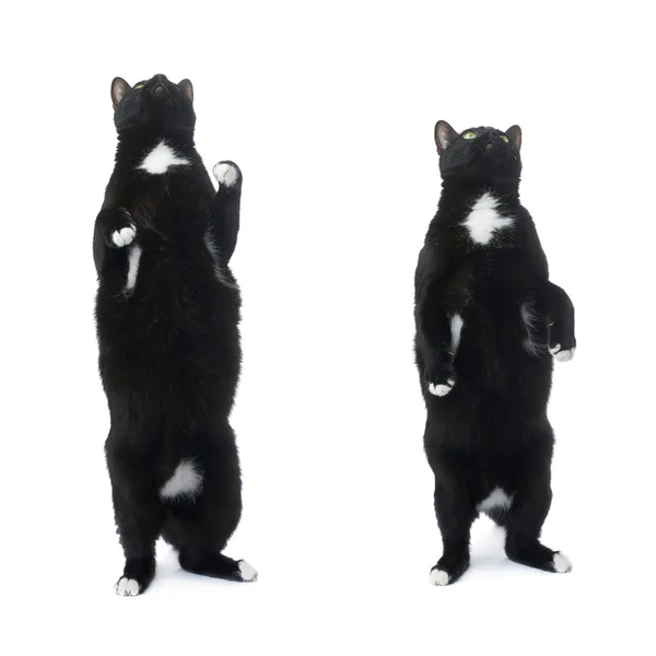 Czarny kot na białym tle nad białym tle stałego — Zdjęcie stockowe