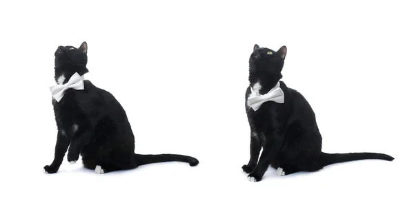 Sentado gato negro aislado sobre el fondo blanco — Foto de Stock