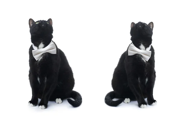Сидячий чорний кіт ізольований на білому тлі — стокове фото