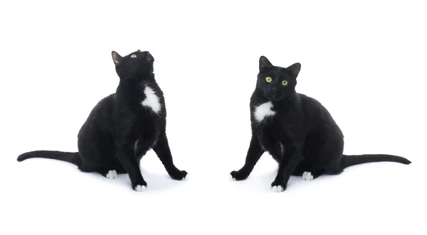 Siedzi czarny kot na białym tle nad białym tle — Zdjęcie stockowe
