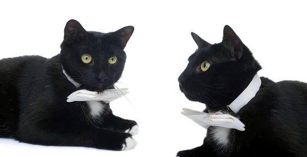 Брехлива чорна кішка ізольована на білому тлі — стокове фото