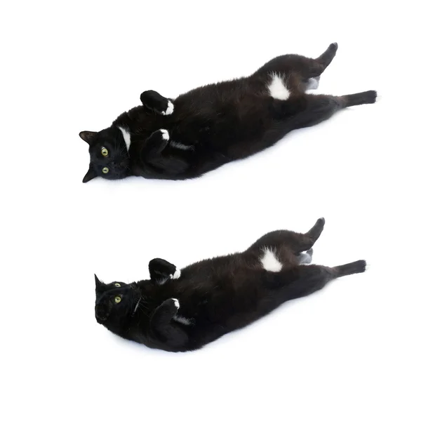 Prolhaný černá kočka izolované bílém pozadí — Stock fotografie