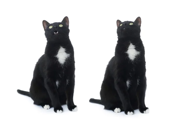Sedící černá kočka izolované bílém pozadí — Stock fotografie