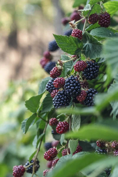 The ripe and unripe fruits of blackberries in the bush