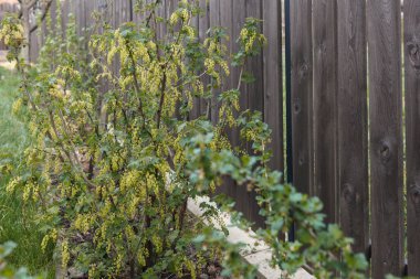 Koyu ahşap arka planda kuş üzümü çalısı açıyor.