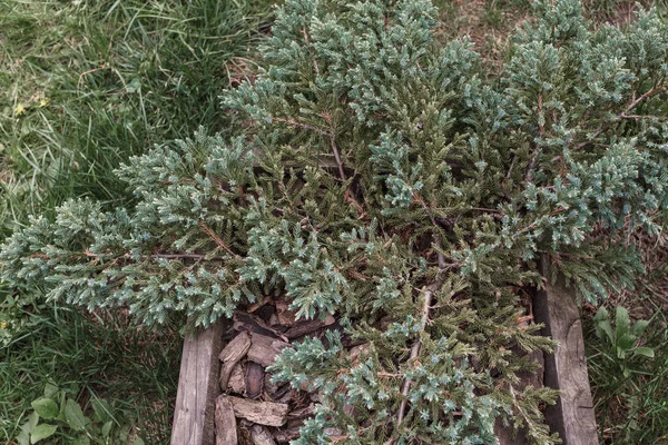 Arbusto Zimbro Pote Madeira Fundo Grama Verde — Fotografia de Stock