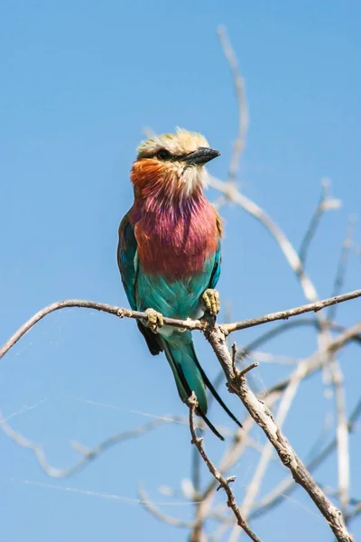 보 투아나 초베강 지역에 있는 라일락 - 호흡식 롤러 코러스 (coracias caudatus). — 스톡 사진