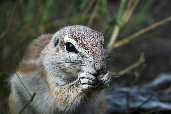 Cape ground squirrel portrait, Xerus inauris eating in Kgalgadi Transfrontier Park, South Africa. Shallow green background.