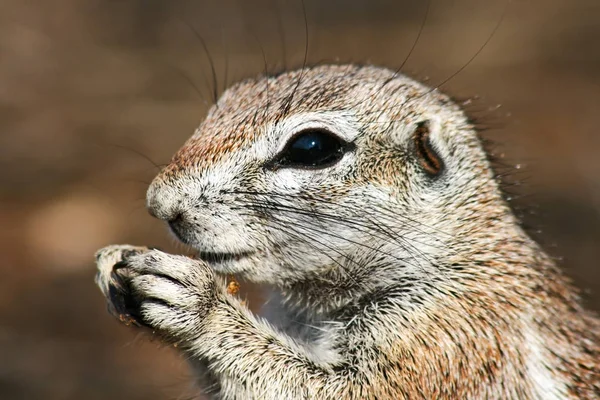Cape ground squirrel, Xerus inauris eating in Kgalgadi Transfrontier Park, South Africa. Shallow brown background.
