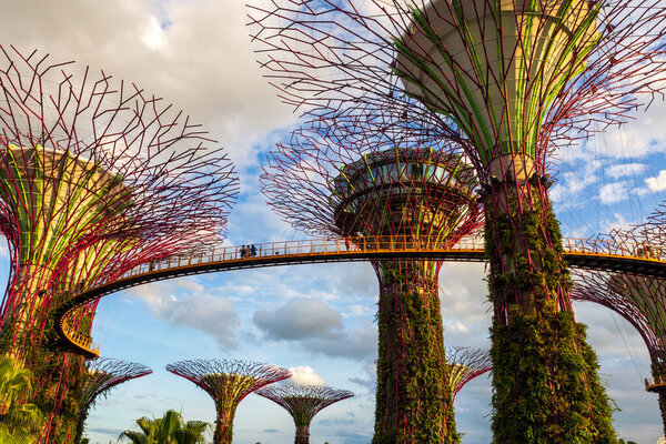 Close view on the supertrees and the walkway in Supertree Grove during golden hour, Garden by the Bay, Singapore.