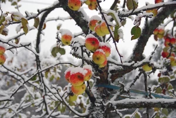 Die Schönheit der nördlichen Natur. Winteräpfel werden Schneegarten dekoriert. — Stockfoto