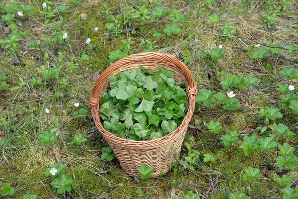 Şifalı bitkisel çay için bataklıkta sepette cloudberry yaprakları