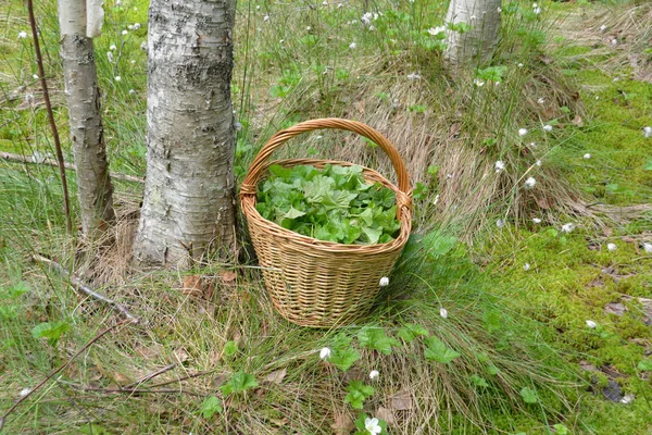 Les feuilles recueillies à utiliser pour les tisanes médicinales dans un panier dans un marais — Photo