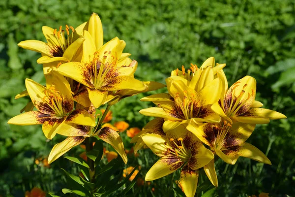 Flowerbed bahçe içinde güzel çiçekler Sarı lilyum çiçek açan