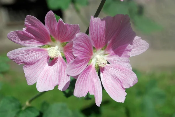 A gyógynövény-mályva, a kertben gyönyörű rózsaszín virágok — Stock Fotó
