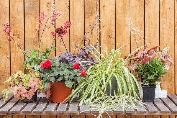 Много разных цветов на дереве
