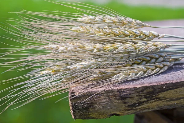 Ähren auf Grün — Stockfoto