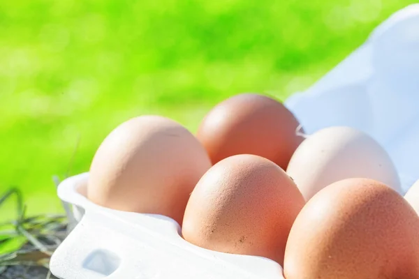 Uova di pollo, all'aperto, verde — Foto Stock