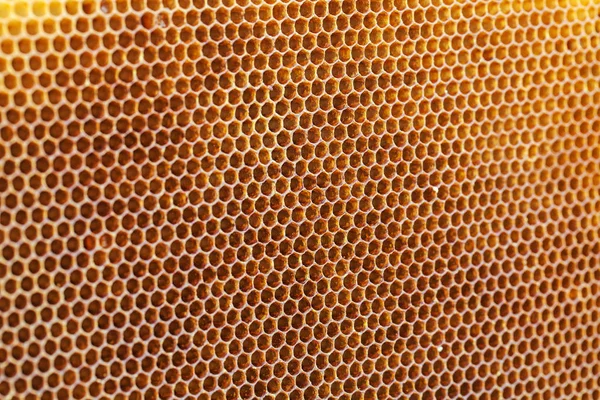 Textura natural del panal — Foto de Stock