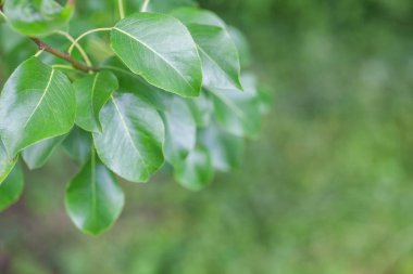 dalı, açık yeşil yaprak,