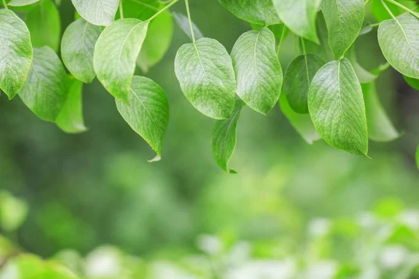 Foglia verde su ramo, esterno , — Foto Stock
