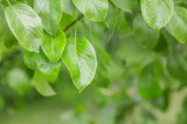 Zelené listy na větvi, venkovní, — Stock fotografie